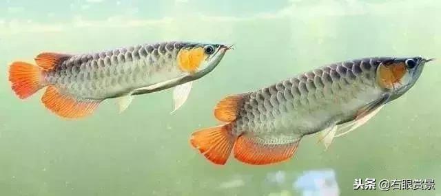 预防鱼类肠炎的最好办法,鱼类肠炎是什么原因