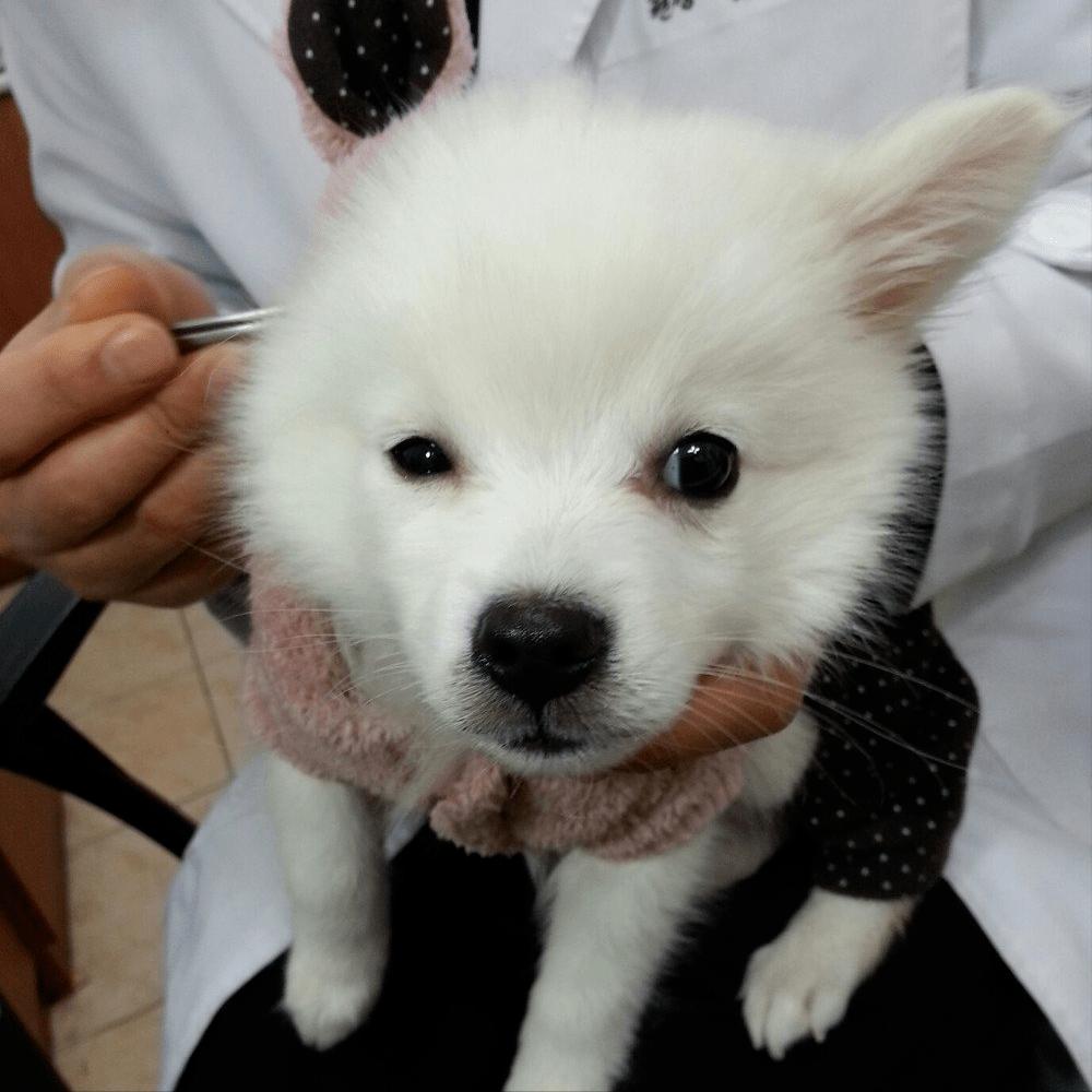 给宠物狗开眼角,宠物狗感染细小死亡