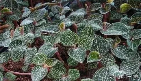 种植金线莲致富,种植金线莲利润怎么样