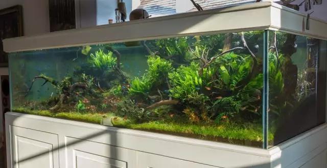 本色水景水草造景培训,本色水景水草培训