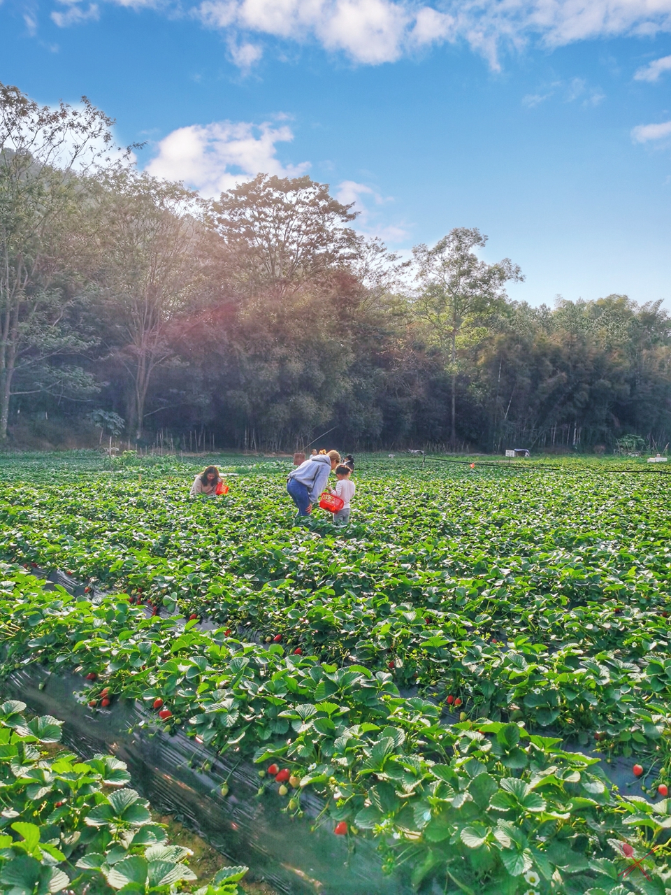 广东人过年必吃的青菜,广东人年夜饭必有的一道菜