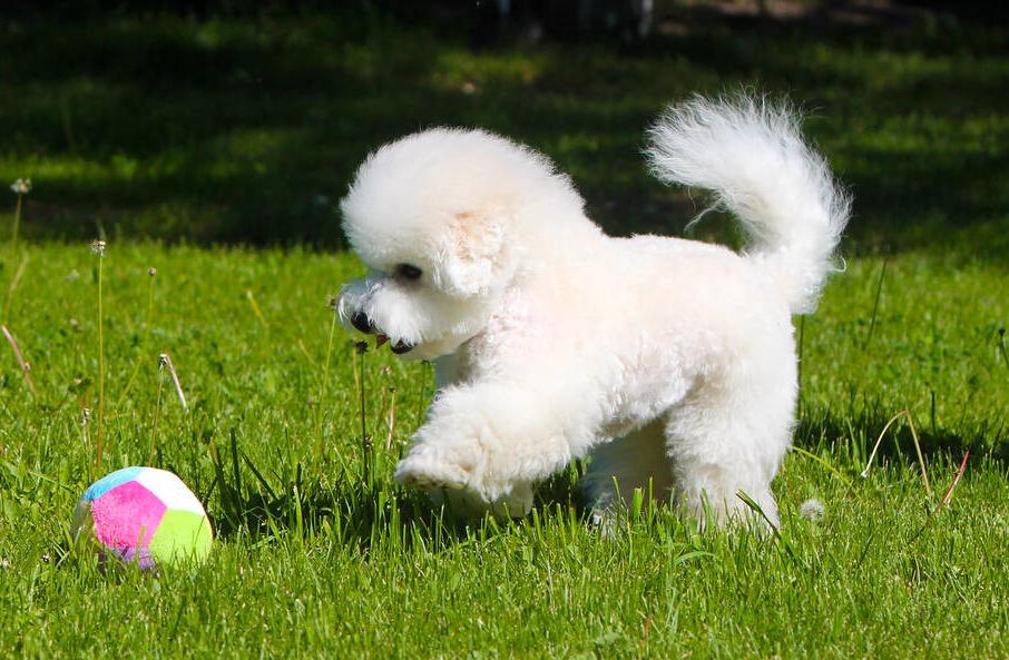 养比熊的方法和注意事项,4个月比熊喂养注意事项