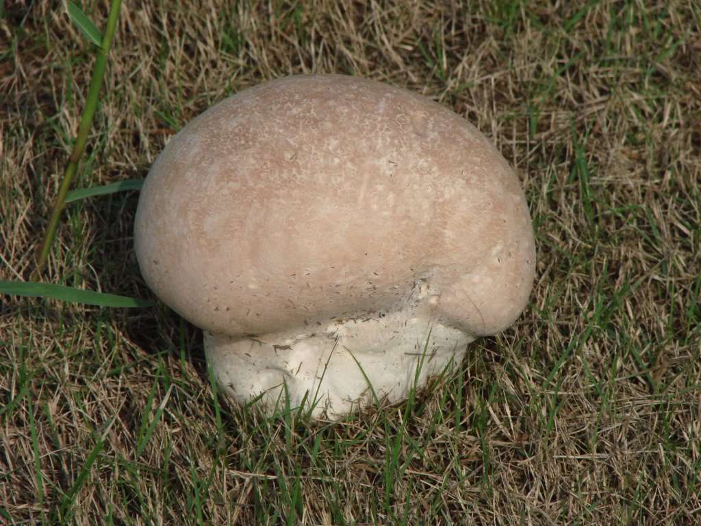 太岁真的是能吃吗,太岁吃了能治胃病吗