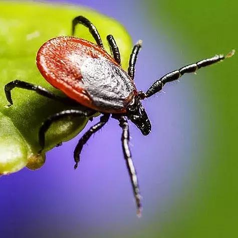 狗狗身上起红疹子是怎么回事,狗狗身上起红疹又脱毛