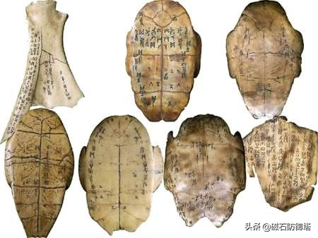 饲养箱爬虫,饲养箱乌龟