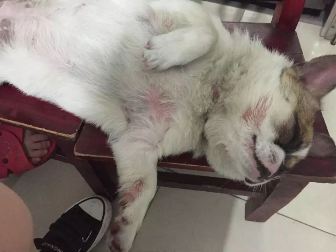 爱犬的前期症状,铲屎官必知狗狗生病前的7大征兆