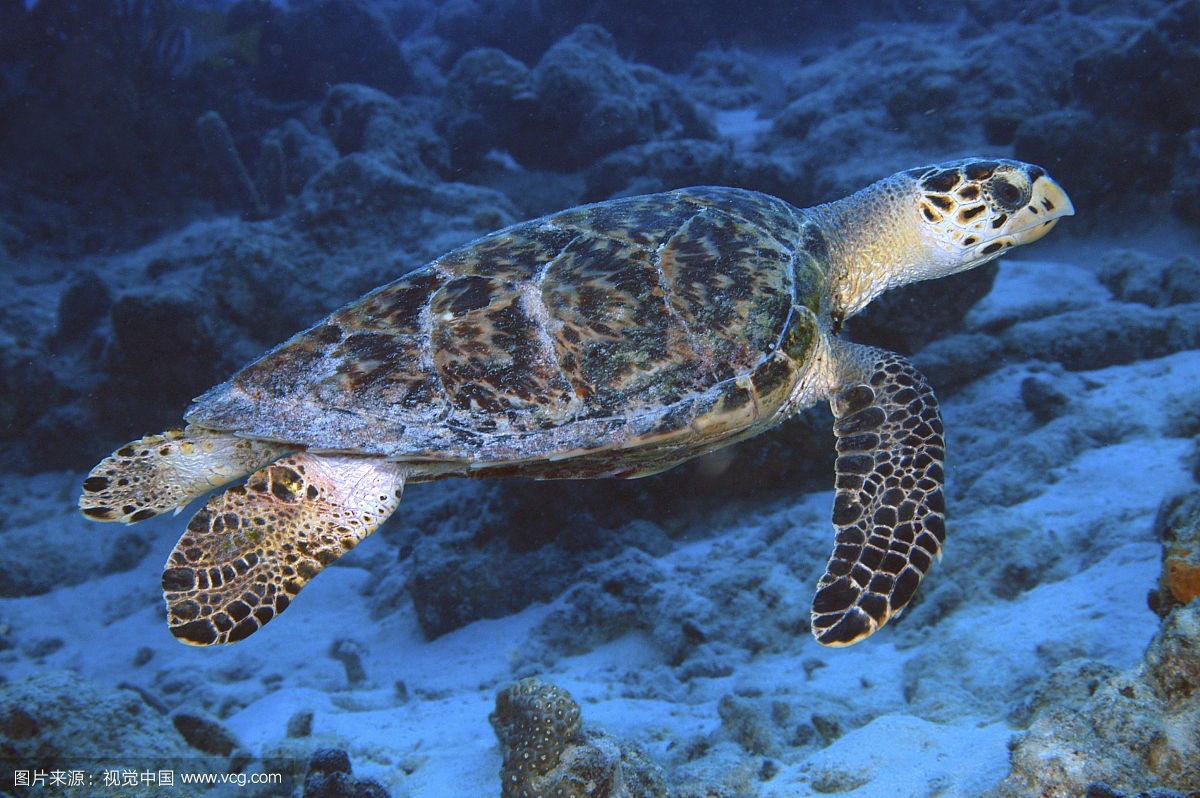 它“避得了邪”，却护不住自己