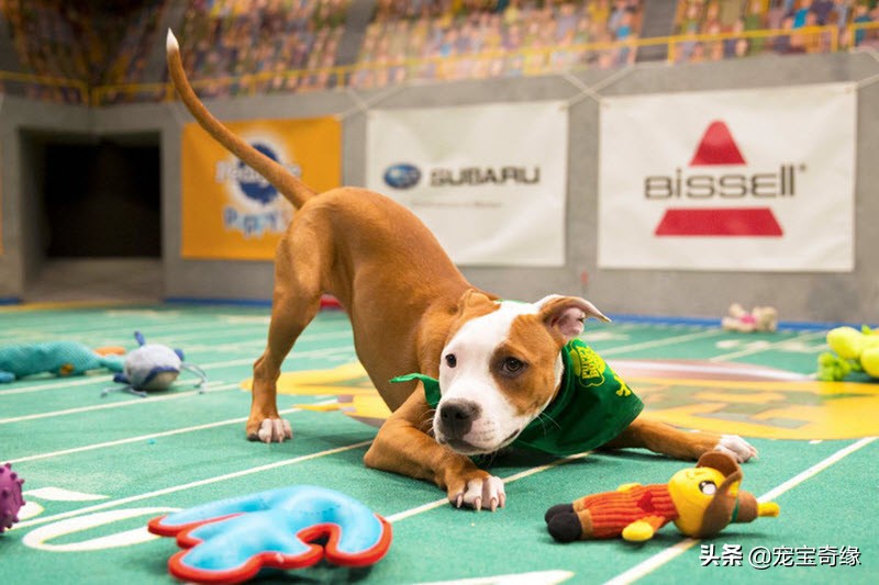 宠物全美大赛,美国奥兰多宠物展冠军