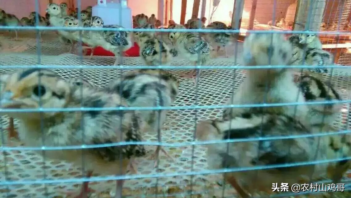 人工饲养山鸡需要什么手续,人工繁育的野鸡需要什么手续