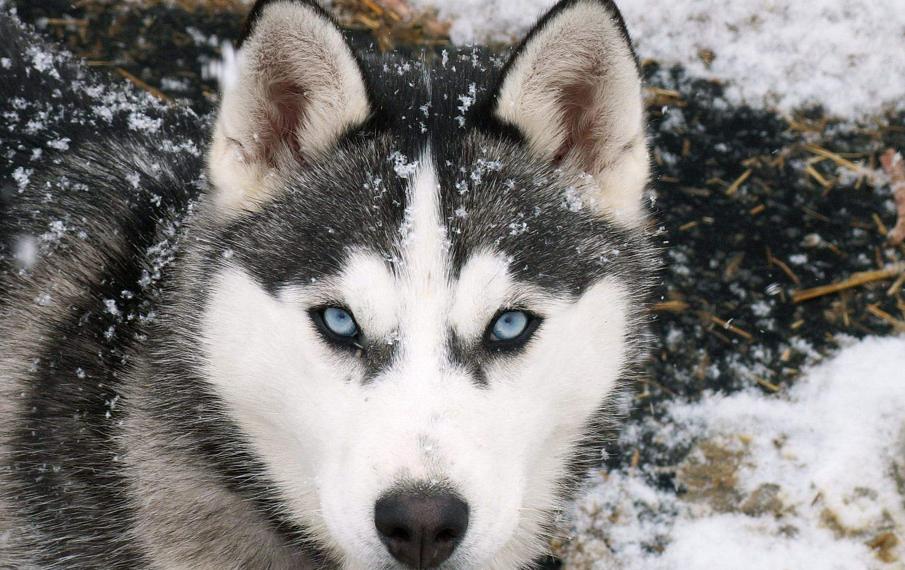 阿拉斯加和哈士奇它们的区别在哪里,谁更值钱一些呢,你喜欢哪个