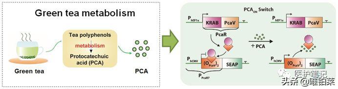 喝茶能控制血糖吗,喝茶可以控制血糖吗