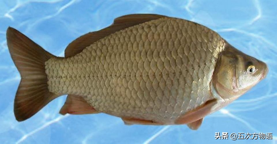 黑龙江特色养殖鱼类,黑龙江名贵鱼种图片