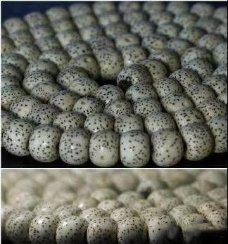 星月菩提怎么看好坏,星月菩提如何看好坏