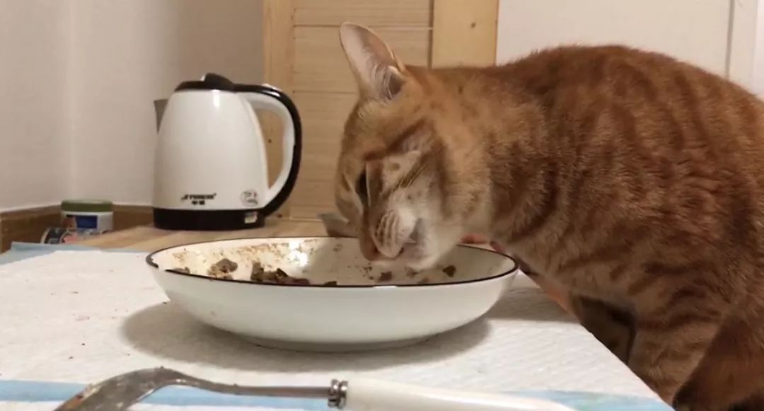 猫咪黑下巴红霉素和凡士林用多少,猫咪总是流棕色眼泪还有点黑下巴