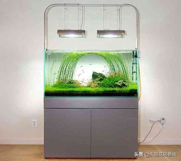 草缸有必要晚上开灯吗,草缸是连续开灯还是间歇开灯