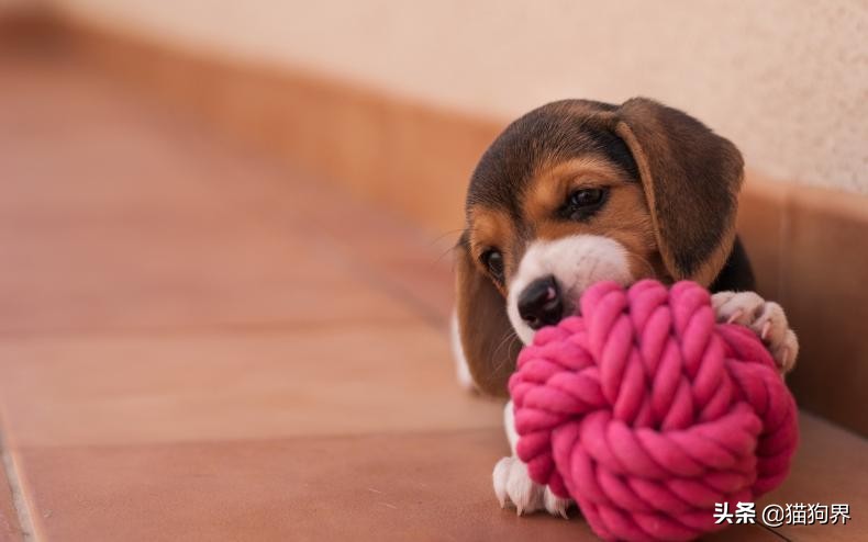 比格犬与巴尔干猎犬狩猎哪个好用,比格犬怎样训练成为猎犬