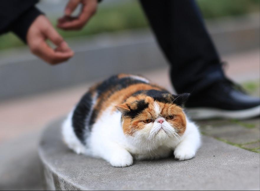 2023最受欢迎的猫咪排行,最热门的十大猫咪品种