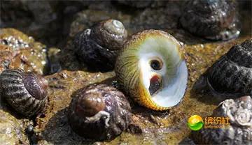 舟山4月份海鲜攻略,舟山海鲜代加工攻略