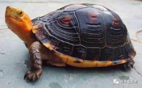 春节之前，给那些不养龟的朋友们科普一下