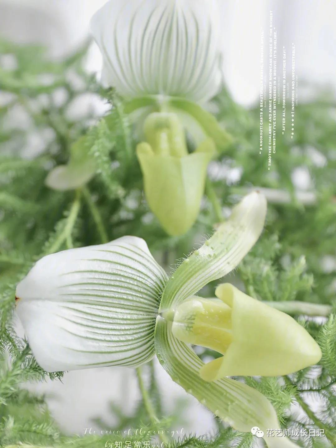 最名贵十种兰花兜兰,每日一花石竹花