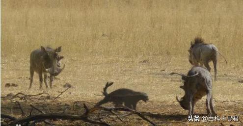 蜜獾的生存能力真有那么强吗,蜜獾为何无所畏惧