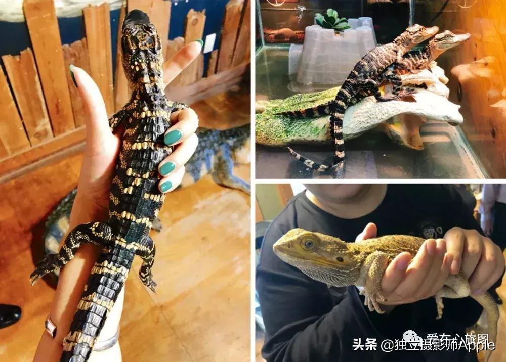 喂鳄鱼、看篮球比赛和太空中心的好玩休斯顿