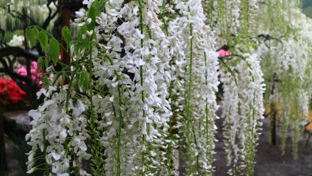 网红古树紫藤花,网红紫藤花