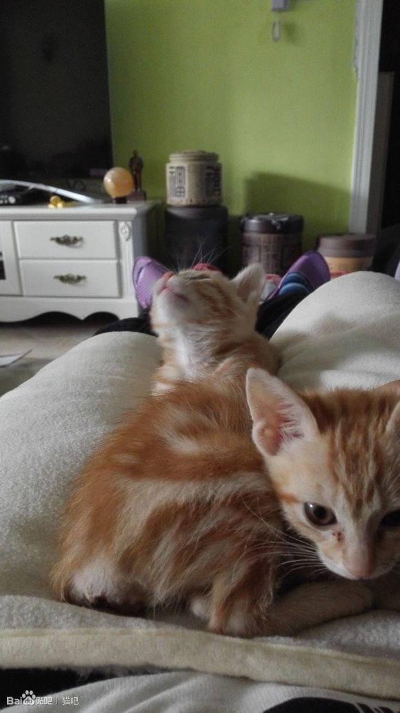 幼猫脱肛怎么治,猫脱肛有吃的药吗