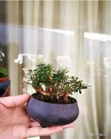 微型黄杨好养吗,黄杨微型盆景如何浇水