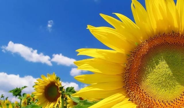 疫情之下旅游业怎么生存 (疫情下中国旅游市场现状和趋势)