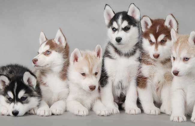 哈士奇要怎么养才最好,哈士奇要怎么养才听话