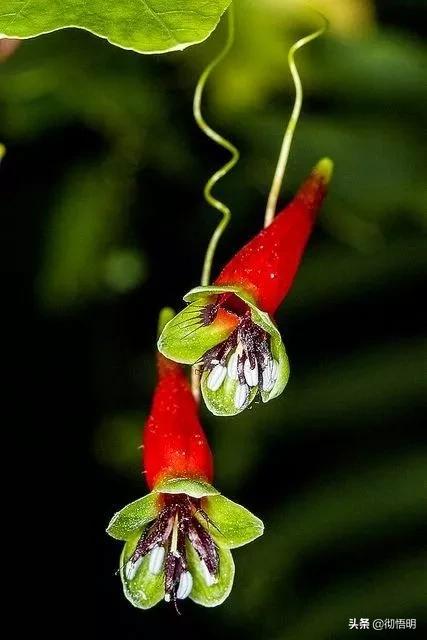 十种稀有长寿花,80个长寿花品种全都美极了