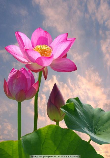 咏荷花古诗朗诵,古诗《荷花》诗句