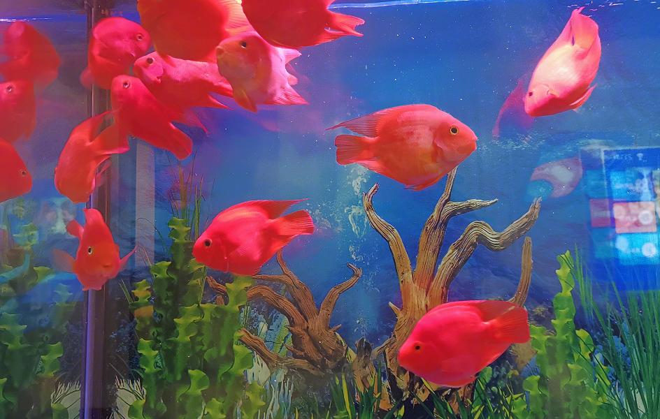 血鹦鹉鱼品种,血鹦鹉鱼哪个品种最好