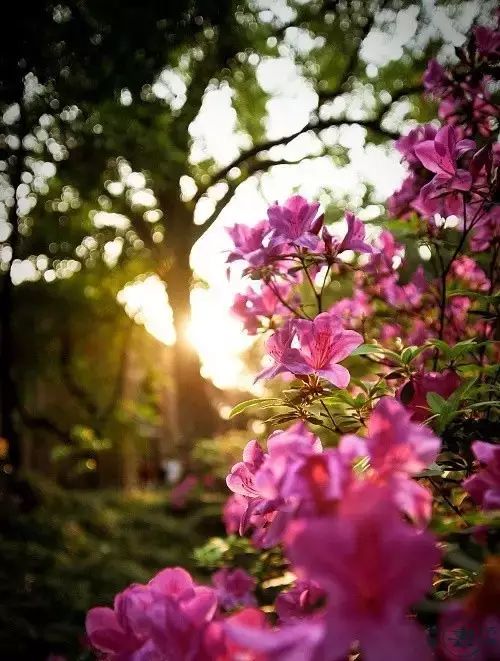 中国十大名花排行哪个是你的最爱,你知道中国十大名花是什么花吗