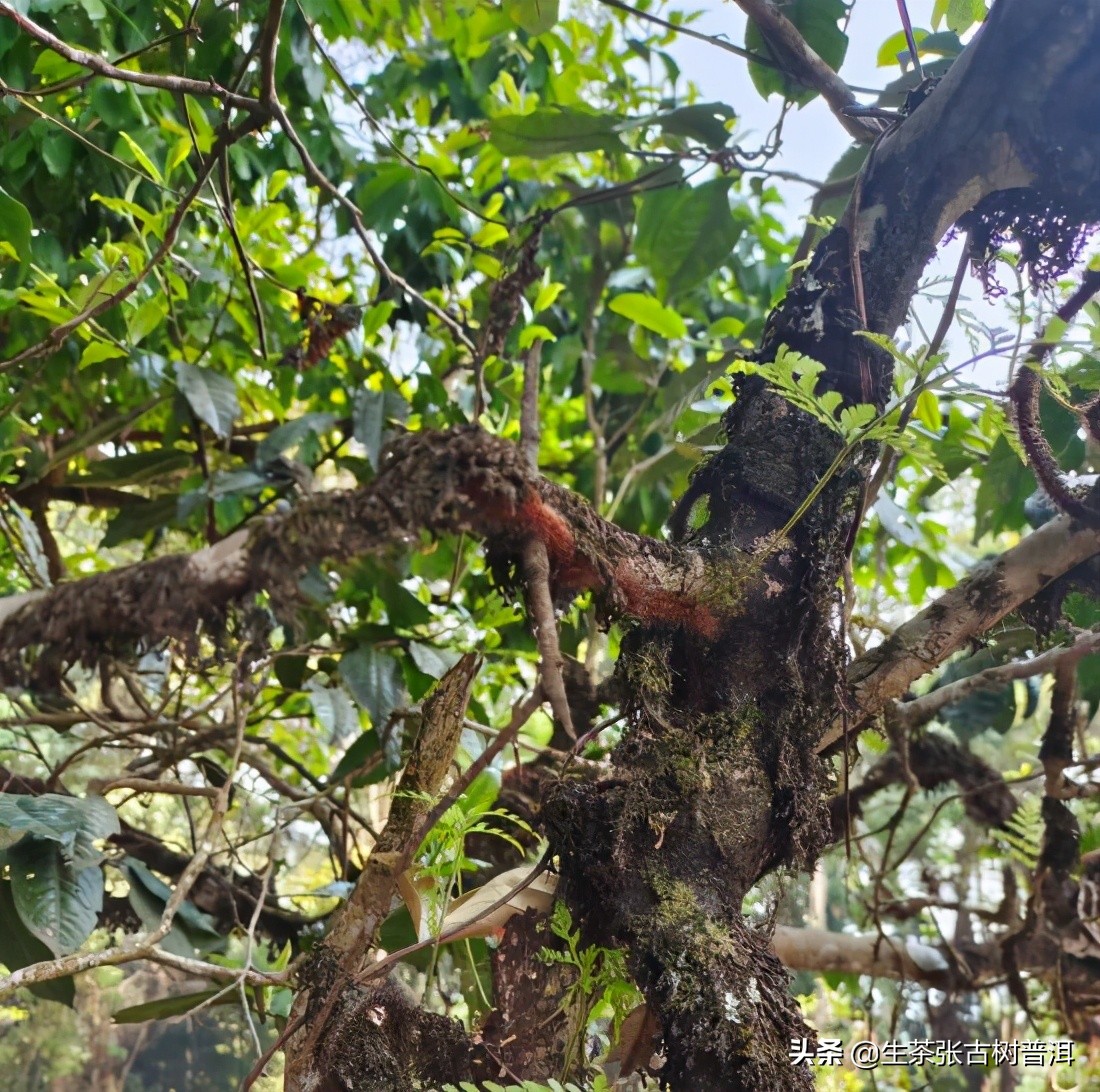 2019年普洱茶新茶必买的几个理由,几款普洱熟茶的口粮茶最好