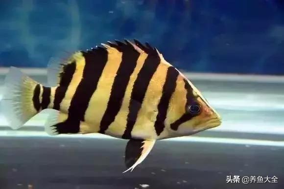 养鱼大神都养什么鱼,鱼缸养鱼都有哪些鱼