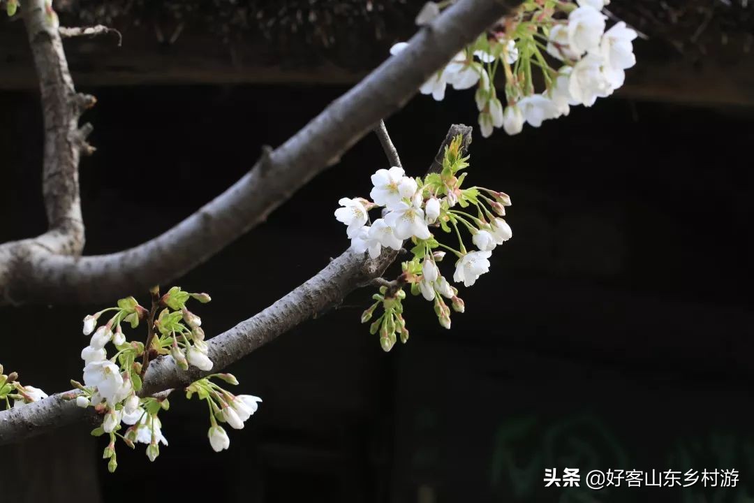 济南春季赏花自驾,济南踏青赏花新模式