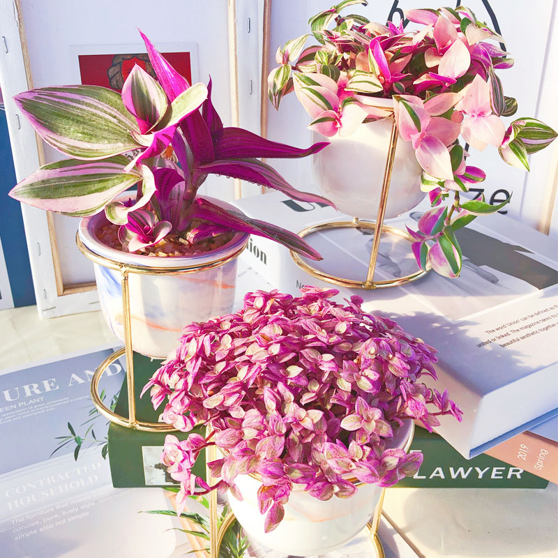 观花最好养的植物,5-10月适合养什么花