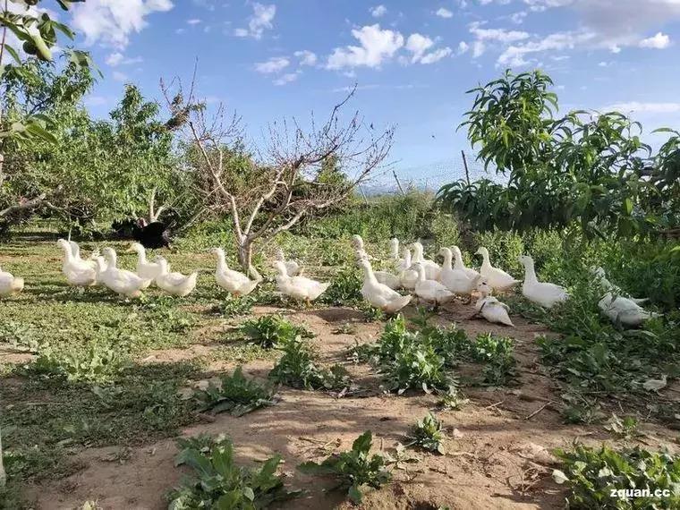 NO.850:阿克苏本地信息大全!每周一、三、五发布