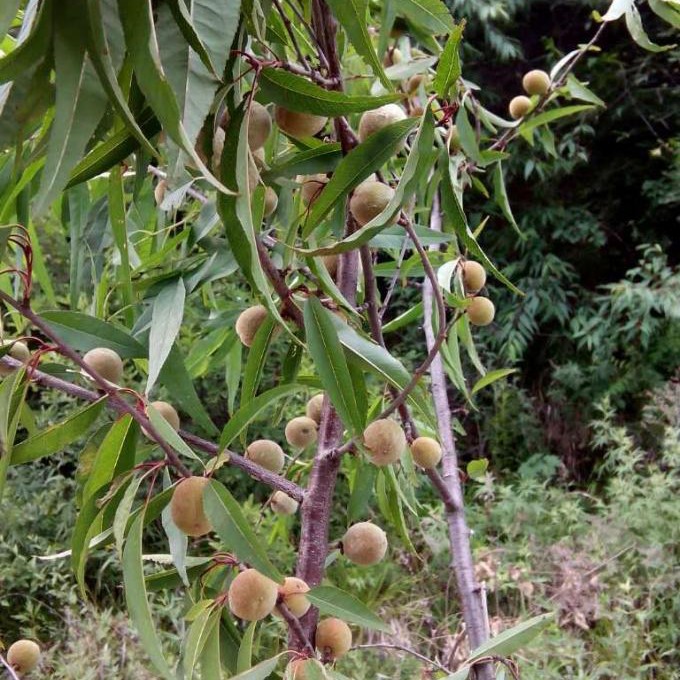 脑纹桃核手串有何寓意,脑纹小桃核手串如何打底