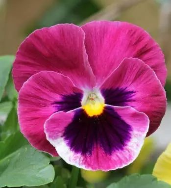 三色堇是一种花吗,鬼脸花三色堇