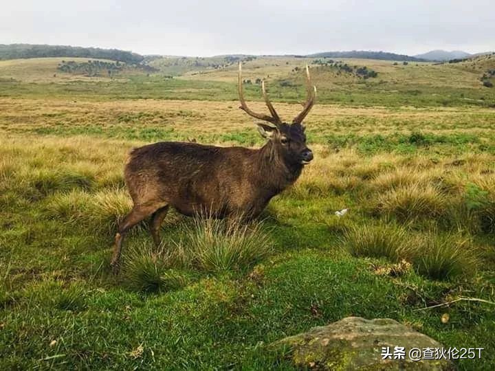 斯里兰卡努沃埃利耶小镇,斯里兰卡努沃勒埃利耶茶厂