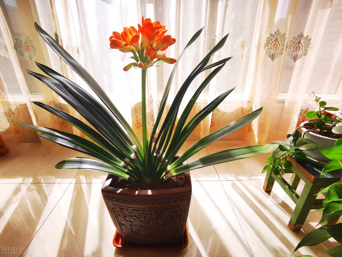 君子兰夏天的养殖方法和技巧,君子兰如何度夏最好养