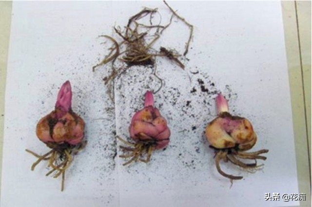 百合花凋谢了想要怎么养活它呢,百合花种到一半根烂掉怎么救活
