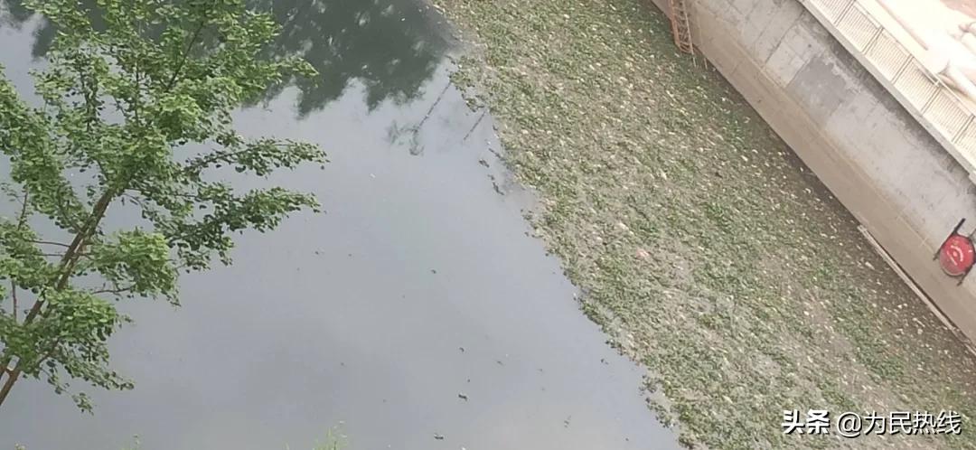 常德一污水池里种水葫芦，附近居民投诉：蚊子太多受不了