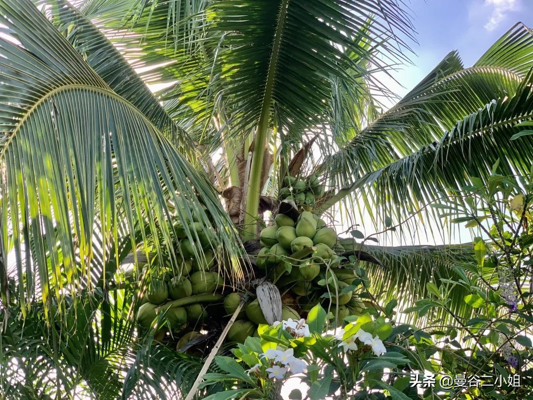 我们又双叒叕搬家了!500㎡泰国深山别墅,清风徐来鸟语花香