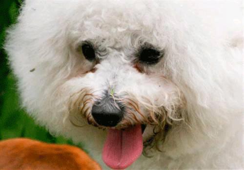 狗狗眼有白脓状眼屎是犬瘟吗,狗狗眼睛有脓的眼屎用什么消炎药