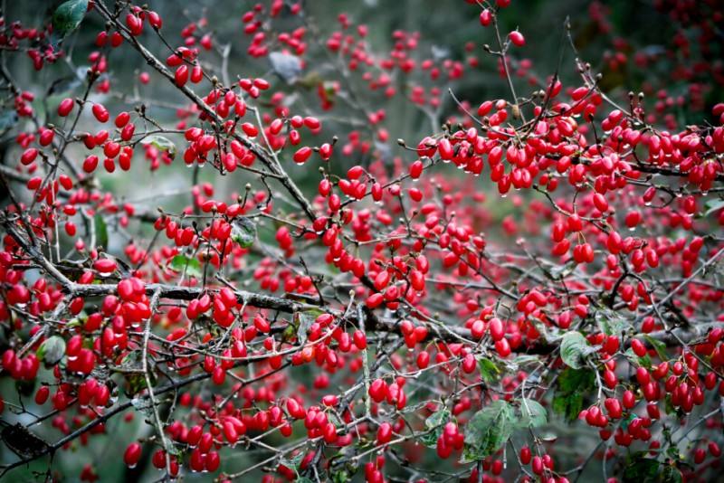 山茱萸花怒放的季节,山萸肉花开了