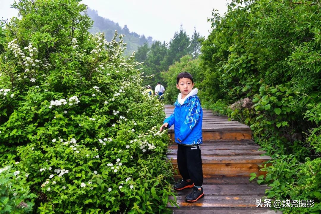 各个季节的野生兰花,北京百花山野生兰花图片